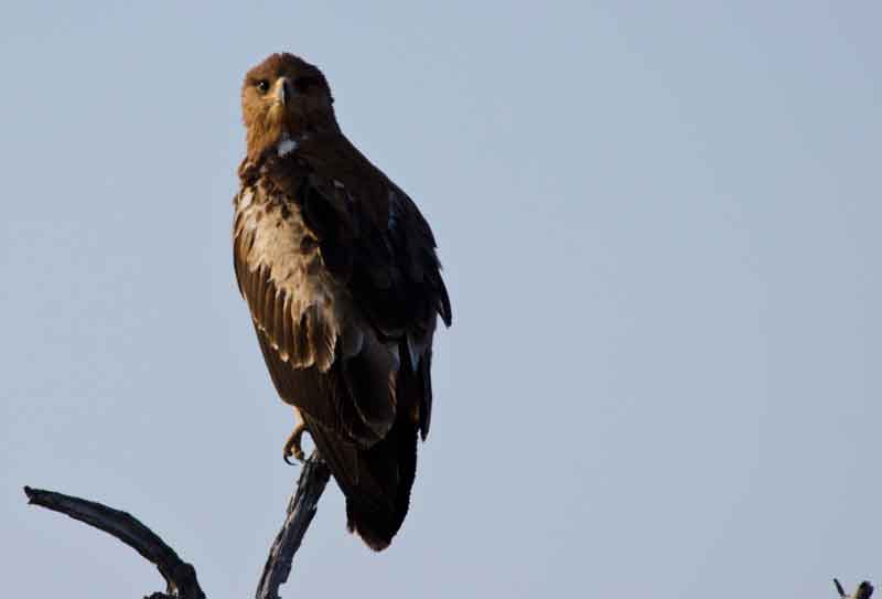 Águila African Harrier-Hawk - parque nacional de Etosha - Namibia 1